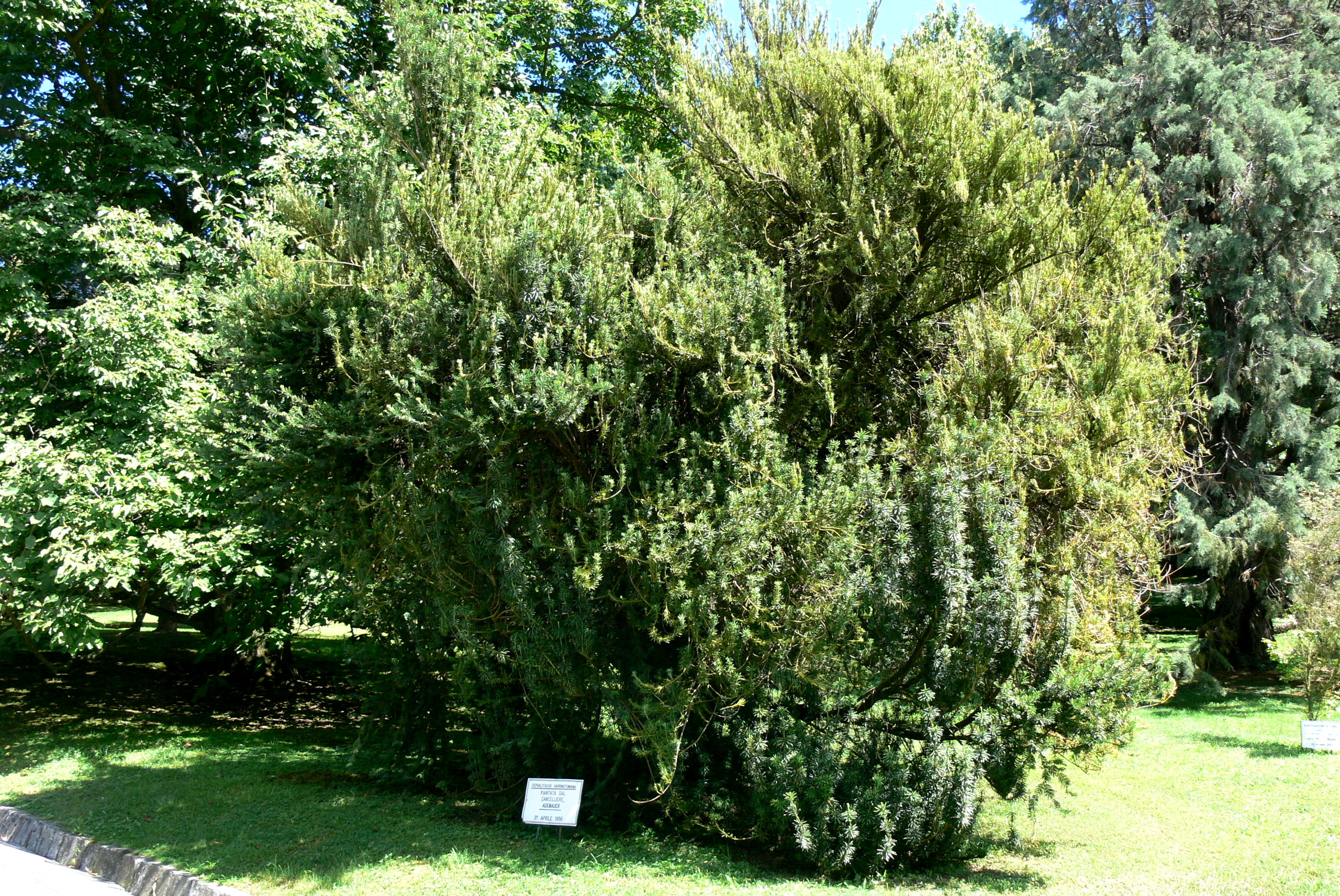 Представитель Семейства Cephalotaxaceae